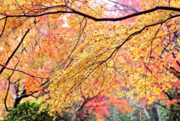 Japan_Autumn_2025 (17/47)